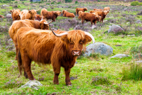 Highland cattles e1629471565487
